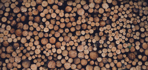 Pine wood pile - creating a pattern of wooden circles. Abstract wodden background.