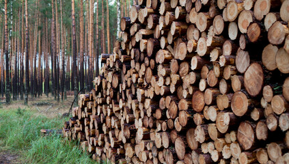 Pine wood creating a pattern of wooden circles. Woodpile in the forest.