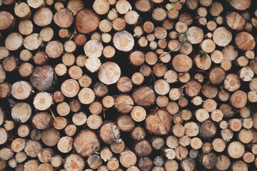 Pine wood pile - creating a pattern of wooden circles. Abstract wodden background.