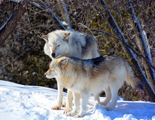 In winter gray or grey wolf, also timber or western wolf is a canine native to the wilderness and remote areas of Eurasia and North America. It is the largest extant member of its family