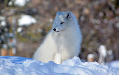 In winter arctic fox (Vulpes lagopus), also known as the white, polar or snow fox, is a small fox native to the Arctic regions of the Northern Hemisphere and common throughout the Arctic tundra biome