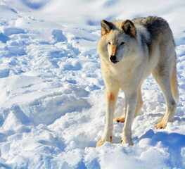 In winter gray or grey wolf, also timber or western wolf is a canine native to the wilderness and remote areas of Eurasia and North America. It is the largest extant member of its family