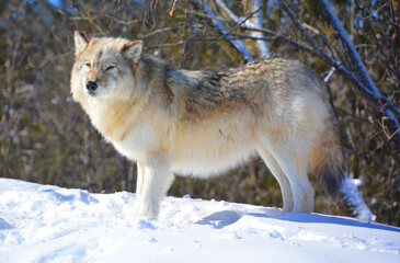 Obraz premium In winter gray or grey wolf, also timber or western wolf is a canine native to the wilderness and remote areas of Eurasia and North America. It is the largest extant member of its family