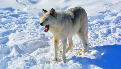 In winter gray or grey wolf, also timber or western wolf is a canine native to the wilderness and remote areas of Eurasia and North America. It is the largest extant member of its family