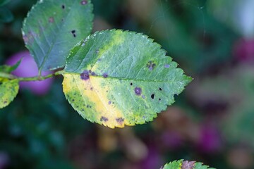 Leaf with black spot disease, Diplocarpon rosa