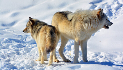 Obraz premium In winter gray or grey wolf, also timber or western wolf is a canine native to the wilderness and remote areas of Eurasia and North America. It is the largest extant member of its family