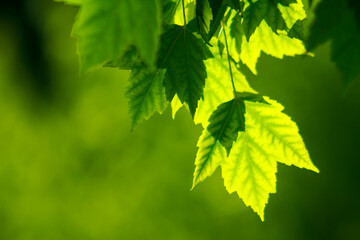 Fototapeta na wymiar sunlit green maple leaves background