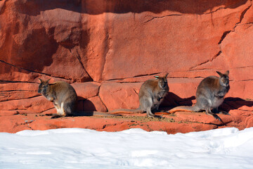 In winter a wallaby is any animal belonging to the family Macropodidae that is smaller than a kangaroo and hasn't been designated otherwise.