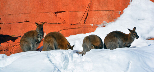 In winter a wallaby is any animal belonging to the family Macropodidae that is smaller than a...