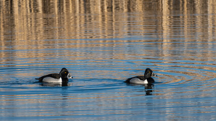 Ring-necked Duck Drakes Swimming