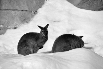 In winter a wallaby is any animal belonging to the family Macropodidae that is smaller than a...