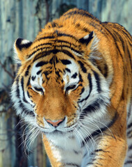 Fototapeta na wymiar Amur Siberian tiger is a Panthera tigris tigris population in the Far East, particularly the Russian Far East and Northeast China