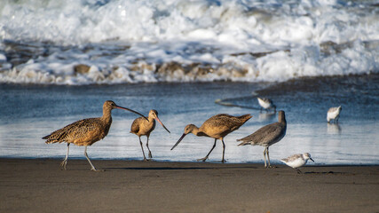 Long-billed Curlew, Marbled Godwit, and Sanderlings
