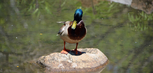 Mallard or wild duck (Anas platyrhynchos) is a dabbling duck which breeds throughout the temperate and subtropical Americas, Eurasia, and North Africa, 