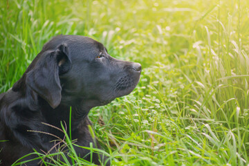 Black labrador on green grass. Portrait of a dog in the sunshine.