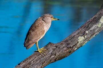 Juvenile Black-Crowned Night Heron