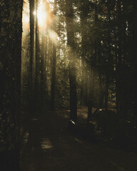 Fototapeta premium Forest Magic