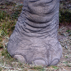 Obraz premium Feet of African elephant is elephant of the genus Loxodonta. The genus consists of 2 extant species: the African bush elephant, L. africana, and the smaller African forest elephant