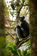Indri indri - Babakoto the largest lemur of Madagascar has a black and white coat, climbing or clinging, moving through the canopy, herbivorous, feeding on leaves and seeds, in the rain