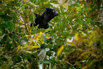 Indri indri - Babakoto the largest lemur of Madagascar has a black and white coat, climbing or clinging, moving through the canopy, herbivorous, feeding on leaves and seeds, in the rain