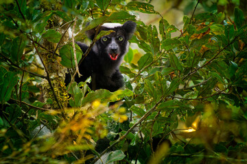 Indri indri - Babakoto the largest lemur of Madagascar has a black and white coat, climbing or clinging, moving through the canopy, herbivorous, feeding on leaves and seeds, red lips