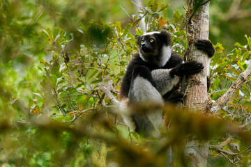 Indri indri - Babakoto the largest lemur of Madagascar has a black and white coat, climbing or clinging, moving through the canopy, herbivorous, feeding on leaves and seeds, in the rain