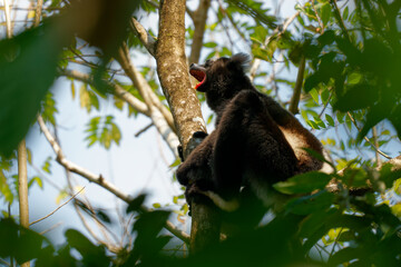 Indri indri - Babakoto the largest lemur of Madagascar has a black and white coat, climbing or clinging, moving through the canopy, herbivorous, feeding on leaves and seeds, singing