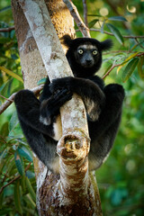 Indri indri - Babakoto the largest lemur of Madagascar has a black and white coat, climbing or clinging, moving through the canopy, herbivorous, feeding on leaves and seeds, in the rain