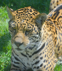 Jaguar in wild, a cat feline in the Panthera genus only extant Panthera species native to the Americas. Jaguar is the third-largest feline after the tiger and lion, and the largest in the Americas.