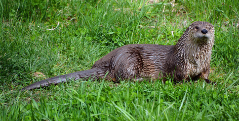 Otters are carnivorous mammals in the subfamily Lutrinae. The 13 extant otter species are all semiaquatic, aquatic or marine, with diets based on fish and invertebrates.