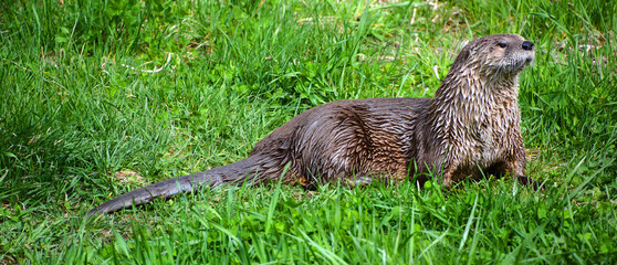 Otters are carnivorous mammals in the subfamily Lutrinae. The 13 extant otter species are all semiaquatic, aquatic or marine, with diets based on fish and invertebrates.