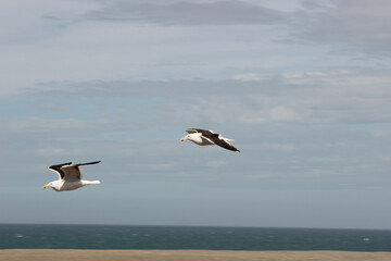 seagull flying over the sea