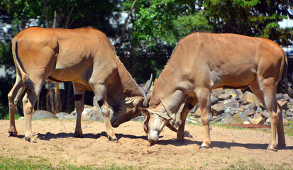 Naklejka na ściany i meble Fighting common eland or southern eland or eland antelope, is a savannah and plains antelope found in East and Southern Africa. It is a species of the family Bovidae and genus Taurotragus