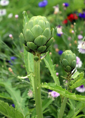 The cardoon, Cynara cardunculus, also called the artichoke thistle, is a thistle in the sunflower family. It is a naturally occurring species that also has many cultivated forms