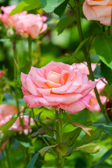 Roses in different hues in natural light