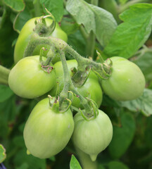 Green grape Tomato 'Christmas Grapes' Gorgeous bunches of sweet cherry tomatoes are produced in dense clusters just like bunches of grapes