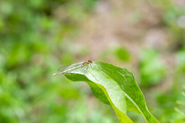 Enallagma cyathigerum (common blue damselfly, common bluet, or northern bluet)