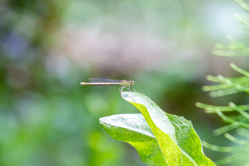 Enallagma cyathigerum (common blue damselfly, common bluet, or northern bluet)