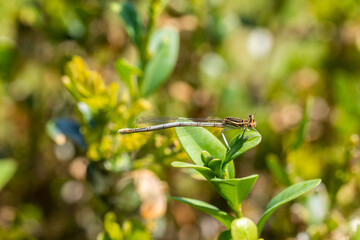 Enallagma cyathigerum (common blue damselfly, common bluet, or northern bluet)