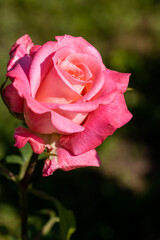 Roses in different hues in natural light