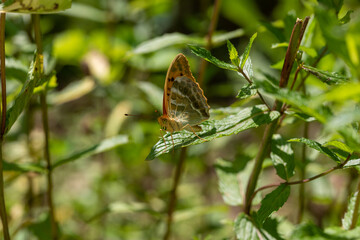 Habitat for insects, wildflowers and herbs in rural garden.