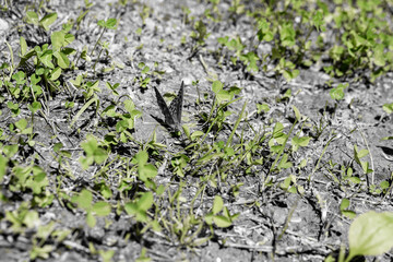 Habitat for insects, wildflowers and herbs in rural garden.