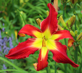 Amaryllis is the only genus in the subtribe Amaryllidinae (tribe Amaryllideae). It is a small genus of flowering bulbs, with two species.