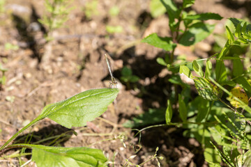 Enallagma cyathigerum (common blue damselfly, common bluet, or northern bluet)