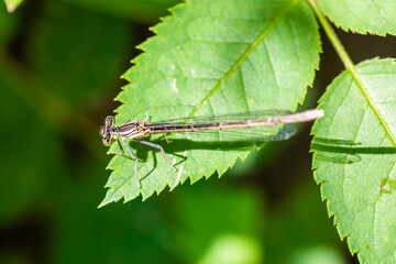 Enallagma cyathigerum (common blue damselfly, common bluet, or northern bluet)