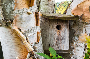 A bird house made of a tree stump is placed between two paper birch tree trunks.