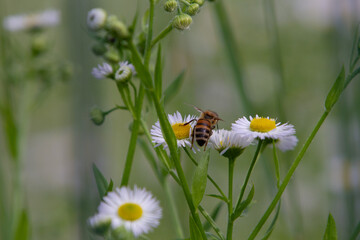 Obraz premium Macro of honeybee on flowers, collecting pollen