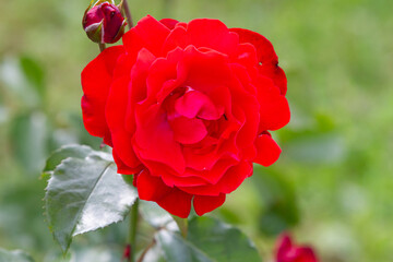 Roses in different hues in natural light