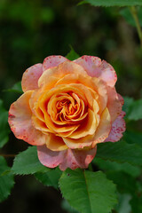 Roses in different hues in natural light