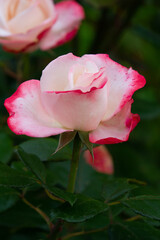 Roses in different hues in natural light